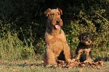 AIREDALE TERRIER 041